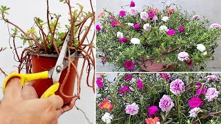 5 URGENT Things To Do On Portulaca NOW For HEAVY Flowering [upl. by Dinerman]