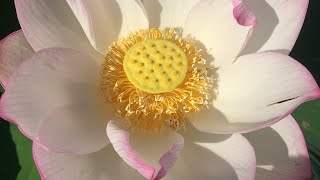 Sacred Lotus  Nelumbo nucifera [upl. by Ahsenyl767]