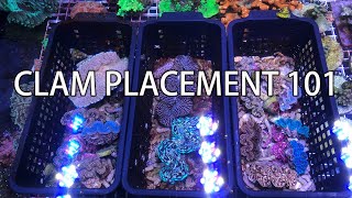 Tridacna Clam placement 101 [upl. by Yenttihw]