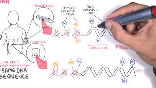 Epigenetics basics  Garvan Institute [upl. by Kcarb]