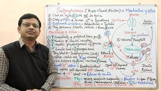 Diabetes Mellitus Part10 Mechanism of Action of Sulfonylurease  Antidiabetic Drugs  Diabetes [upl. by Kirkwood]