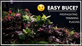 LETS TALK BUCEPHALANDRA BEAUTIFUL SPECIES [upl. by Dosia]