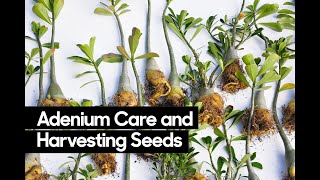 Adenium Desert Rose Care • How to Harvest Adenium Seeds [upl. by Dorwin]