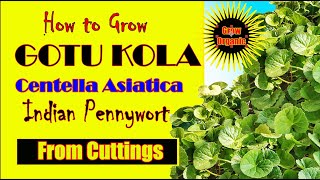 How to Grow Gotu Kola From Cuttings  Centella asiatica  Indian Pennywort  Asiatic Pennywort [upl. by Lanevuj]