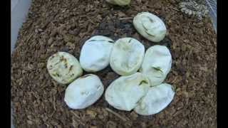 Ball Python Eggs Hatching Time Lapse [upl. by Weatherley]