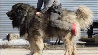 TOP TEN Caucasian Shepherd Studs In The WORLD🔥 [upl. by Ordnael102]