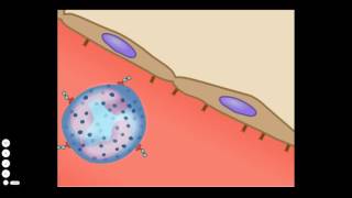 The Basic Inflammatory Response [upl. by Catina]