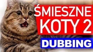 ŚMIESZNE KOTY 2 😂 DUBBING MATT OLECH [upl. by Blount462]