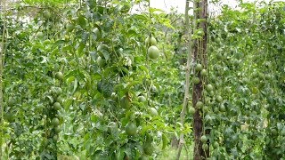 Best Practice to Grow Passion Fruits by Experts [upl. by Tomi]