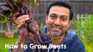 How to Grow Beets from Seed to Harvest [upl. by Campbell180]