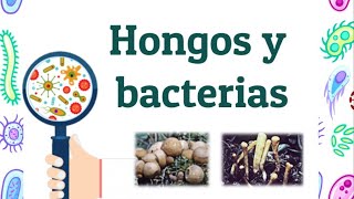 Hongos y bacterias [upl. by Anamor]