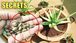 ALOE VERA PLANTS SECRETS CARE TIPS Do’s amp Don’ts  Automatic Propagation [upl. by Ysset]