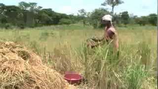 Improving food security and agricultural livelihoods in Northern Uganda [upl. by Sower]