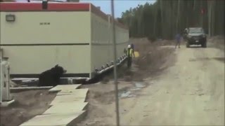 Scary Bear Prank On Construction Worker [upl. by Manoff]