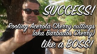 Ep115  SUCCESS Rooting Acerola cherry from cuttings DIY Super Simple system to follow [upl. by Attej]