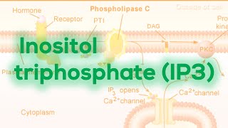 Inositol triphosphate IP3  Calcium release [upl. by Ardnola]