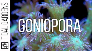 Goniopora Coral Care Tips [upl. by Idnil515]