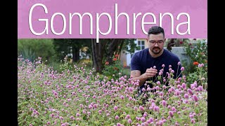 Growing Gomphrena from Seed • Heat Tolerant Cut Flower [upl. by Prinz271]