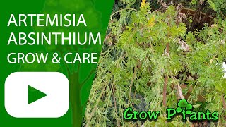 Artemisia absinthium  grow amp care Common wormwood [upl. by Nura]