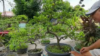 Twisting and Defoliating My Acerola Cherry Bonsai Material  Barbados Cherry  Another Acerola Video [upl. by Mokas162]