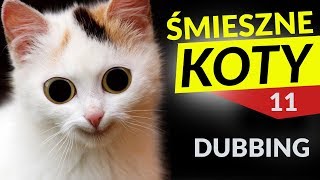 ŚMIESZNE KOTY 11 😎 DUBBING MATT OLECH [upl. by Troy]