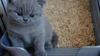 YELENA  koteczka Fifi i Eya British Shorthair Cattery [upl. by Campos]