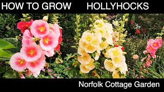 How to grow Hollyhock Flowers [upl. by Ennylcaj]