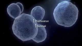 The MAPK Signaling Pathway [upl. by Enar]