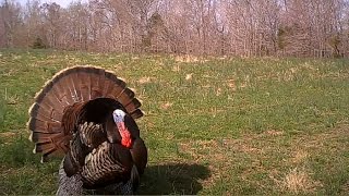 Gobblers Spitting and Drumming  Calling All Turkeys [upl. by Clyte]