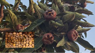 Medlar Harvest and Bletting [upl. by Ellenaj]