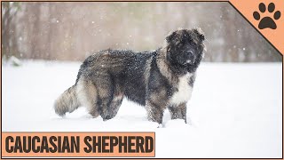 Caucasian Shepherd  Dog Breed Information  Dog World [upl. by Notyal23]