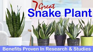 7 Great Snake Plant Benefits Proven In Research amp Studies [upl. by Daht272]