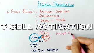 Mechanism of TCELL ACTIVATION [upl. by Dirk]