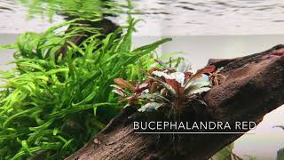 Bucephalandra Red  Easy Care Plant for Attaching to Hardscape [upl. by Farlay]