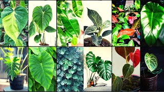 Philodendron Varieties A to Z [upl. by Rory]