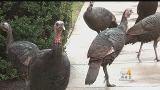 Wild Turkeys Make Big Comeback In Boston Area [upl. by Giulio]