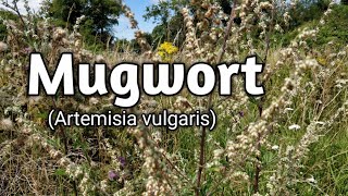 Mugwort Artemisia vulgaris [upl. by Meill]