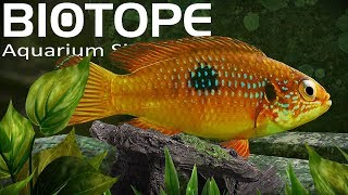 INSANELY Detailed Aquarium Simulator  Biotope Gameplay [upl. by Neile]