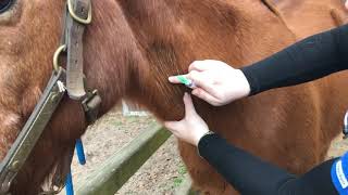 Specimen CollectionJugular Venipuncture Horse [upl. by Nabru]