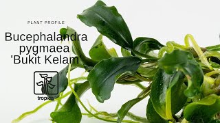 Bucephalandra pygmaea Bukit Kelam [upl. by Eta]