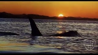 Free Willy Trailer [upl. by Mitchell861]