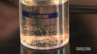 How to Care for Daphnia [upl. by Nnawtna]