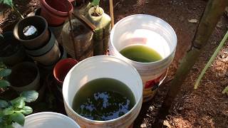 How to grow Green Water Algae [upl. by Nospmas]