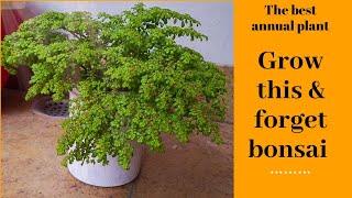 Grow bonsai alternativePILEA MICROPHYLLA rockweed artillery plantbest perrenialsgardening tips [upl. by Llerdnad902]