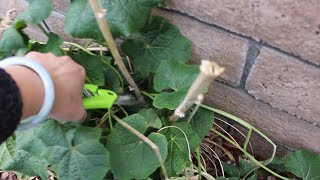 Hollyhocks FallWinter Care Fertilizing amp Seed Harvest  Ep 86 [upl. by Dnomde]