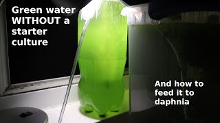 Green Water WITHOUT a Starter Culture  From Scratch  How To [upl. by Straus418]