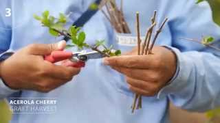 NUTRILITE FARMS The Acerola Cherry Story [upl. by Nicolette]