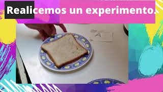 Video clase N°4 Ciencias 5° y 6° básico EXPERIMENTO HONGOS [upl. by Karlee]