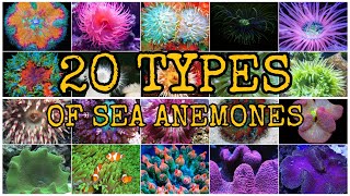 20 TYPES OF SEA ANEMONES [upl. by Yanat]