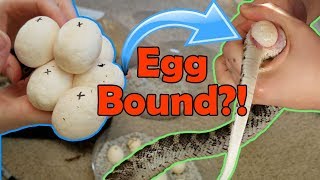 Incubating Bullsnake Eggs My Worst Experience Ever [upl. by Adiv]